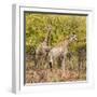 Awesome South Africa Collection Square - Two Giraffes II-Philippe Hugonnard-Framed Photographic Print