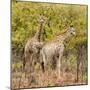 Awesome South Africa Collection Square - Two Giraffes II-Philippe Hugonnard-Mounted Photographic Print