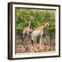 Awesome South Africa Collection Square - Two Giraffes-Philippe Hugonnard-Framed Photographic Print