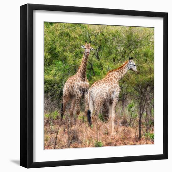 Awesome South Africa Collection Square - Two Giraffes-Philippe Hugonnard-Framed Photographic Print