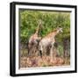 Awesome South Africa Collection Square - Two Giraffes-Philippe Hugonnard-Framed Photographic Print