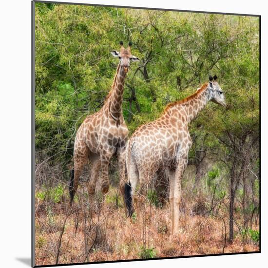Awesome South Africa Collection Square - Two Giraffes-Philippe Hugonnard-Mounted Photographic Print