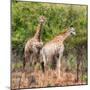 Awesome South Africa Collection Square - Two Giraffes-Philippe Hugonnard-Mounted Photographic Print