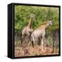 Awesome South Africa Collection Square - Two Giraffes-Philippe Hugonnard-Framed Stretched Canvas