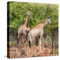 Awesome South Africa Collection Square - Two Giraffes-Philippe Hugonnard-Stretched Canvas