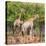 Awesome South Africa Collection Square - Two Giraffes-Philippe Hugonnard-Stretched Canvas