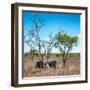 Awesome South Africa Collection Square - Two Rhino sleeping in the Savanna-Philippe Hugonnard-Framed Photographic Print