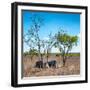 Awesome South Africa Collection Square - Two Rhino sleeping in the Savanna-Philippe Hugonnard-Framed Photographic Print