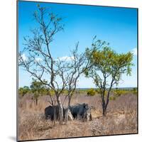 Awesome South Africa Collection Square - Two Rhino sleeping in the Savanna-Philippe Hugonnard-Mounted Photographic Print