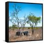 Awesome South Africa Collection Square - Two Rhino sleeping in the Savanna-Philippe Hugonnard-Framed Stretched Canvas