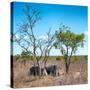 Awesome South Africa Collection Square - Two Rhino sleeping in the Savanna-Philippe Hugonnard-Stretched Canvas