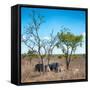 Awesome South Africa Collection Square - Two Rhino sleeping in the Savanna-Philippe Hugonnard-Framed Stretched Canvas