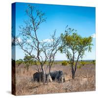 Awesome South Africa Collection Square - Two Rhino sleeping in the Savanna-Philippe Hugonnard-Stretched Canvas