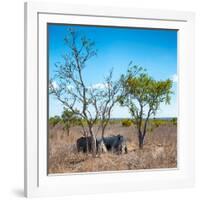 Awesome South Africa Collection Square - Two Rhino sleeping in the Savanna-Philippe Hugonnard-Framed Photographic Print