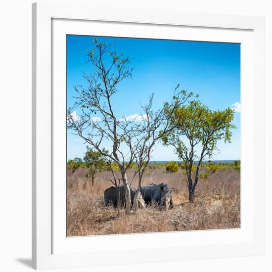 Awesome South Africa Collection Square - Two Rhino sleeping in the Savanna-Philippe Hugonnard-Framed Photographic Print