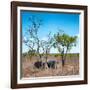 Awesome South Africa Collection Square - Two Rhino sleeping in the Savanna-Philippe Hugonnard-Framed Photographic Print