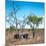 Awesome South Africa Collection Square - Two Rhino sleeping in the Savanna-Philippe Hugonnard-Mounted Photographic Print