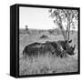 Awesome South Africa Collection Square - Two Rhinoceros sleeping B&W-Philippe Hugonnard-Framed Stretched Canvas