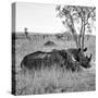 Awesome South Africa Collection Square - Two Rhinoceros sleeping B&W-Philippe Hugonnard-Stretched Canvas