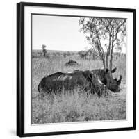 Awesome South Africa Collection Square - Two Rhinoceros sleeping B&W-Philippe Hugonnard-Framed Photographic Print