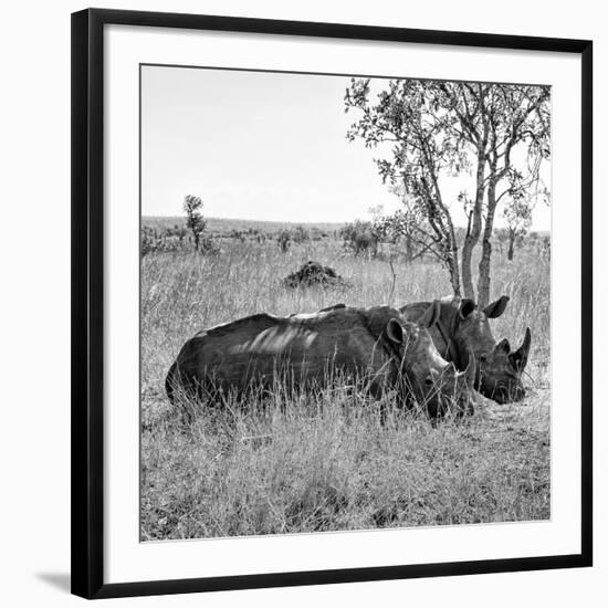 Awesome South Africa Collection Square - Two Rhinoceros sleeping B&W-Philippe Hugonnard-Framed Photographic Print