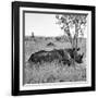 Awesome South Africa Collection Square - Two Rhinoceros sleeping B&W-Philippe Hugonnard-Framed Photographic Print