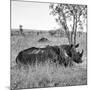 Awesome South Africa Collection Square - Two Rhinoceros sleeping B&W-Philippe Hugonnard-Mounted Photographic Print