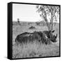 Awesome South Africa Collection Square - Two Rhinoceros sleeping B&W-Philippe Hugonnard-Framed Stretched Canvas