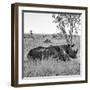 Awesome South Africa Collection Square - Two Rhinoceros sleeping B&W-Philippe Hugonnard-Framed Photographic Print
