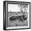 Awesome South Africa Collection Square - Two Rhinoceros sleeping B&W-Philippe Hugonnard-Framed Photographic Print