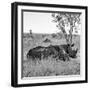 Awesome South Africa Collection Square - Two Rhinoceros sleeping B&W-Philippe Hugonnard-Framed Photographic Print