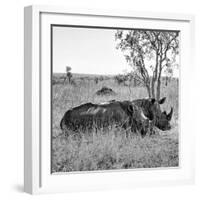 Awesome South Africa Collection Square - Two Rhinoceros sleeping B&W-Philippe Hugonnard-Framed Photographic Print