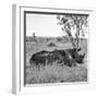 Awesome South Africa Collection Square - Two Rhinoceros sleeping B&W-Philippe Hugonnard-Framed Photographic Print