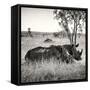 Awesome South Africa Collection Square - Two Rhinoceros sleeping-Philippe Hugonnard-Framed Stretched Canvas