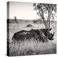 Awesome South Africa Collection Square - Two Rhinoceros sleeping-Philippe Hugonnard-Stretched Canvas