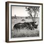 Awesome South Africa Collection Square - Two Rhinoceros sleeping-Philippe Hugonnard-Framed Photographic Print