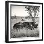 Awesome South Africa Collection Square - Two Rhinoceros sleeping-Philippe Hugonnard-Framed Photographic Print