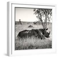 Awesome South Africa Collection Square - Two Rhinoceros sleeping-Philippe Hugonnard-Framed Photographic Print