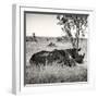 Awesome South Africa Collection Square - Two Rhinoceros sleeping-Philippe Hugonnard-Framed Photographic Print