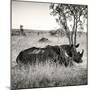 Awesome South Africa Collection Square - Two Rhinoceros sleeping-Philippe Hugonnard-Mounted Photographic Print