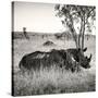 Awesome South Africa Collection Square - Two Rhinoceros sleeping-Philippe Hugonnard-Stretched Canvas