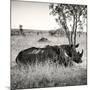 Awesome South Africa Collection Square - Two Rhinoceros sleeping-Philippe Hugonnard-Mounted Photographic Print