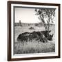 Awesome South Africa Collection Square - Two Rhinoceros sleeping-Philippe Hugonnard-Framed Photographic Print