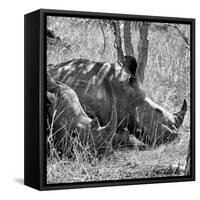Awesome South Africa Collection Square - Two White Rhinos B&W-Philippe Hugonnard-Framed Stretched Canvas