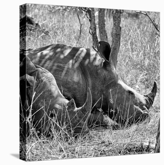 Awesome South Africa Collection Square - Two White Rhinos B&W-Philippe Hugonnard-Stretched Canvas