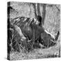 Awesome South Africa Collection Square - Two White Rhinos B&W-Philippe Hugonnard-Stretched Canvas