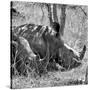 Awesome South Africa Collection Square - Two White Rhinos B&W-Philippe Hugonnard-Stretched Canvas