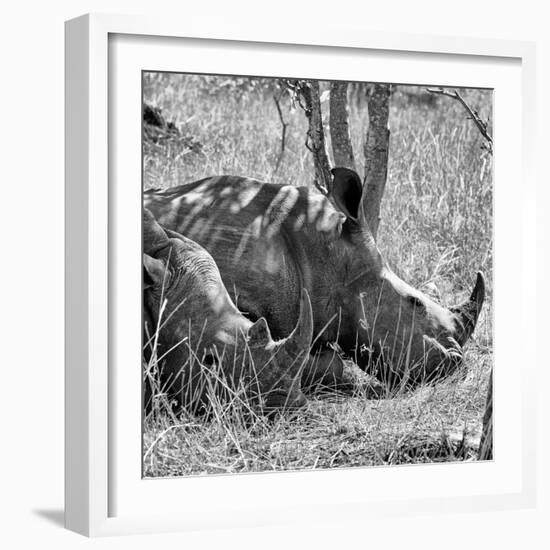 Awesome South Africa Collection Square - Two White Rhinos B&W-Philippe Hugonnard-Framed Photographic Print