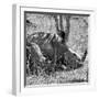 Awesome South Africa Collection Square - Two White Rhinos B&W-Philippe Hugonnard-Framed Photographic Print