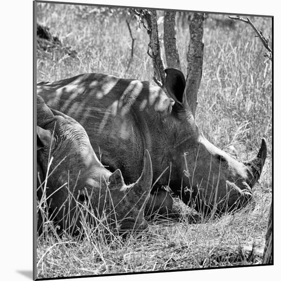 Awesome South Africa Collection Square - Two White Rhinos B&W-Philippe Hugonnard-Mounted Photographic Print